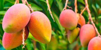 Exportaciones de mango peruano registran fuerte caída en la campaña 2025/2026