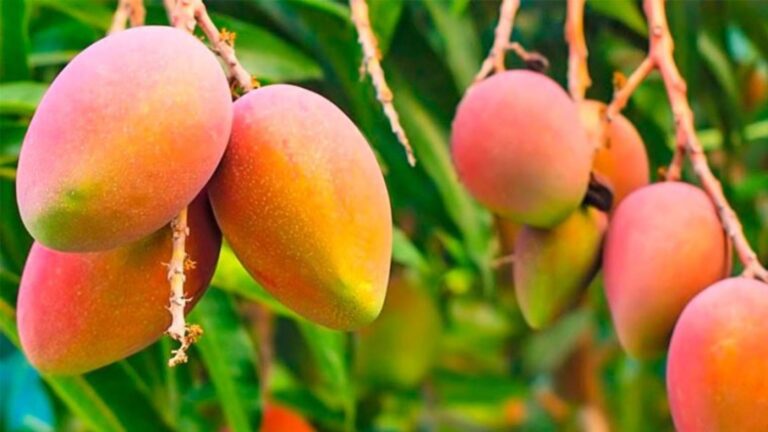 Exportaciones de mango peruano registran fuerte caída en la campaña 2025/2026