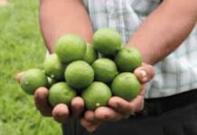 El limón sutil peruano impulsa la diversificación agroindustrial y su ingreso a mercados globales