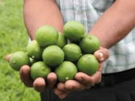 El limón sutil peruano impulsa la diversificación agroindustrial y su ingreso a mercados globales