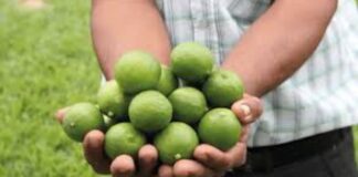 El limón sutil peruano impulsa la diversificación agroindustrial y su ingreso a mercados globales