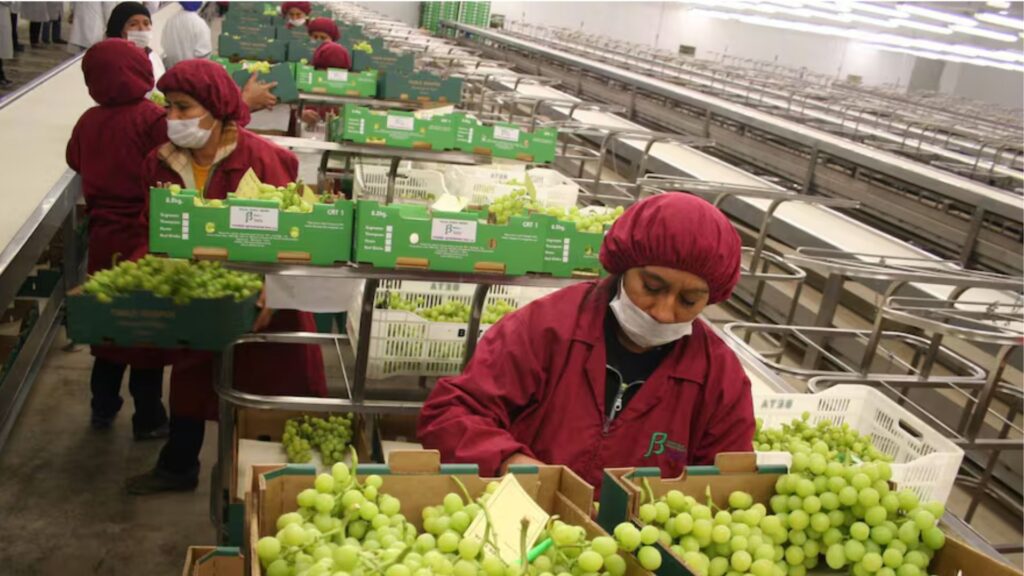 Perú alcanza récord en exportaciones agrícolas durante el 2025