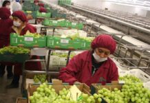 Perú alcanza récord en exportaciones agrícolas durante el 2025