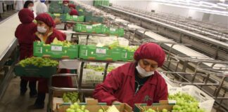 Perú alcanza récord en exportaciones agrícolas durante el 2025