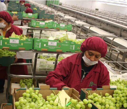 Perú alcanza récord en exportaciones agrícolas durante el 2025