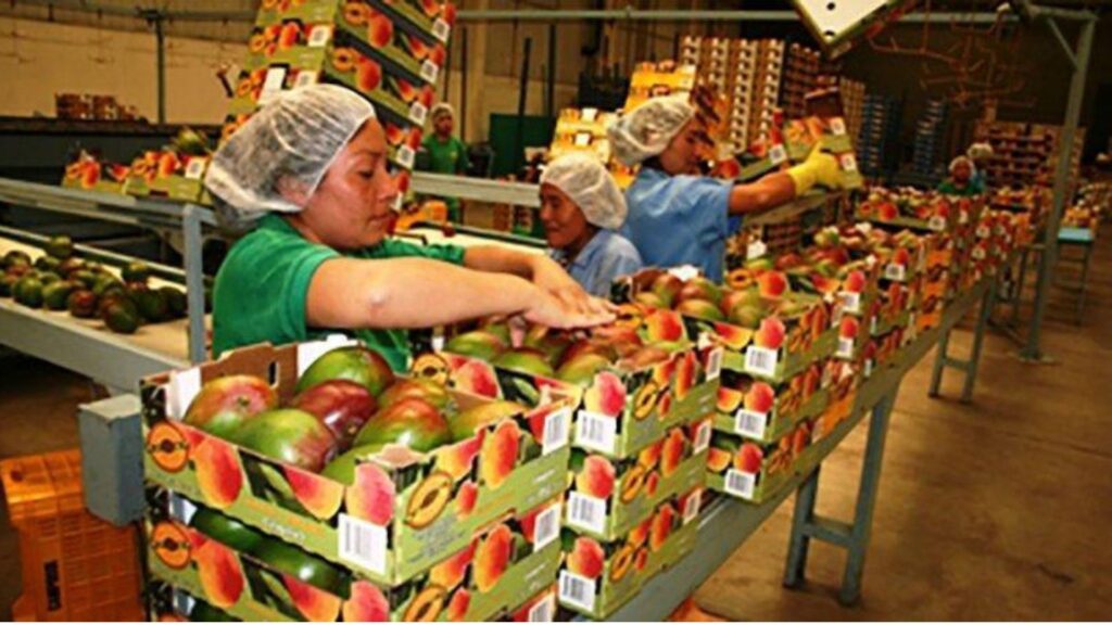 Siete de cada diez empresas exportadoras peruanas dejan de exportar: las propuestas para revertir esta realidad
