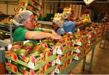 Siete de cada diez empresas exportadoras peruanas dejan de exportar: las propuestas para revertir esta realidad