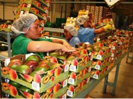 Siete de cada diez empresas exportadoras peruanas dejan de exportar: las propuestas para revertir esta realidad