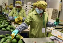 Agroexportaciones superan los US$ 13,300 millones en los primeros once meses de 2025