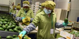 Agroexportaciones superan los US$ 13,300 millones en los primeros once meses de 2025