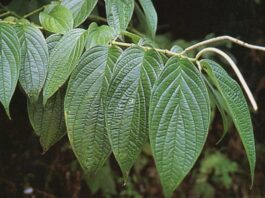 Plantas medicinales de la región Piura: especies nativas y usos tradicionales Plantas medicinales de la región Piura: especies nativas y usos tradicionales