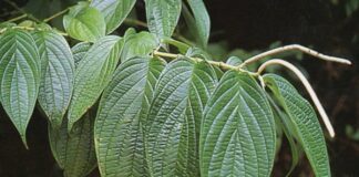 Plantas medicinales de la región Piura: especies nativas y usos tradicionales Plantas medicinales de la región Piura: especies nativas y usos tradicionales