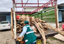 Serfor incauta más de una tonelada de palo santo ilegal en Piura