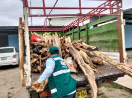 Serfor incauta más de una tonelada de palo santo ilegal en Piura
