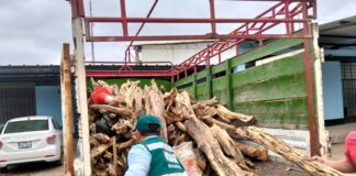 Serfor incauta más de una tonelada de palo santo ilegal en Piura