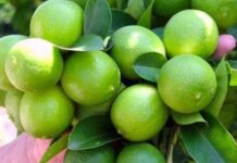 Producción de limón sutil en Piura supera las 203 mil toneladas y fortalece la economía agraria regional Producción de limón sutil en Piura supera las 203 mil toneladas y fortalece la economía agraria regional