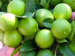 Producción de limón sutil en Piura supera las 203 mil toneladas y fortalece la economía agraria regional Producción de limón sutil en Piura supera las 203 mil toneladas y fortalece la economía agraria regional