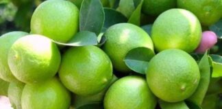 Producción de limón sutil en Piura supera las 203 mil toneladas y fortalece la economía agraria regional Producción de limón sutil en Piura supera las 203 mil toneladas y fortalece la economía agraria regional