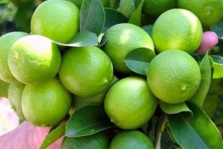 Producción de limón sutil en Piura supera las 203 mil toneladas y fortalece la economía agraria regional