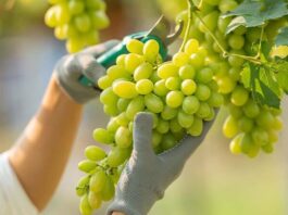 Perú logró 39 nuevos accesos sanitarios para productos agropecuarios en 2025