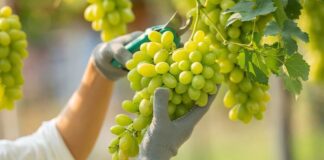 Perú logró 39 nuevos accesos sanitarios para productos agropecuarios en 2025