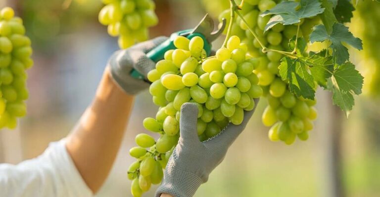 Perú logró 39 nuevos accesos sanitarios para productos agropecuarios en 2025