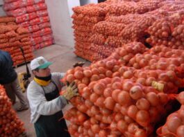 Exportaciones de cebolla peruana cayeron en valor pese a mayor volumen en 2025