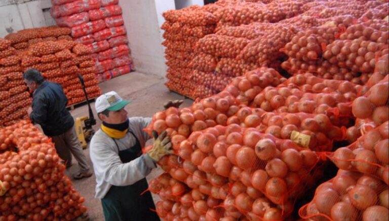 Exportaciones de cebolla peruana cayeron en valor pese a mayor volumen en 2025