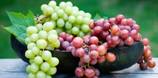 El norte lidera los envíos de uva de mesa peruana al exterior El norte lidera los envíos de uva de mesa peruana al exterior