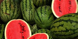 Piura: Rotación de banano orgánico impulsa la siembra de sandía para prevenir el Fusarium Piura: Rotación de banano orgánico impulsa la siembra de sandía para prevenir el Fusarium