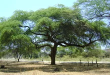 Piura: impulsan la Semana de la Algarrobina y acciones para proteger los bosques de algarrobo Piura: impulsan la Semana de la Algarrobina y acciones para proteger los bosques de algarrobo