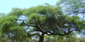 Piura: impulsan la Semana de la Algarrobina y acciones para proteger los bosques de algarrobo Piura: impulsan la Semana de la Algarrobina y acciones para proteger los bosques de algarrobo