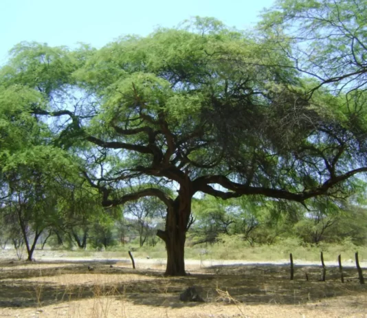 Piura: impulsan la Semana de la Algarrobina y acciones para proteger los bosques de algarrobo Piura: impulsan la Semana de la Algarrobina y acciones para proteger los bosques de algarrobo