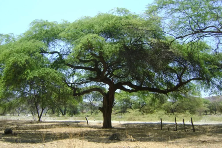 Piura: impulsan la Semana de la Algarrobina y acciones para proteger los bosques de algarrobo