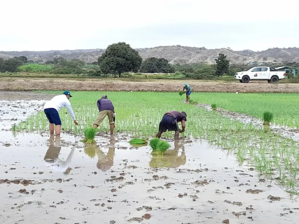 Producción de arroz en Perú alcanza 3.7 millones de toneladas y asegura abastecimiento interno