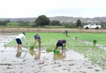 Producción de arroz alcanza 3.7 millones de toneladas y asegura abastecimiento interno Producción de arroz en Perú alcanza 3.7 millones de toneladas y asegura abastecimiento interno