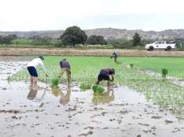 Producción de arroz alcanza 3.7 millones de toneladas y asegura abastecimiento interno Producción de arroz en Perú alcanza 3.7 millones de toneladas y asegura abastecimiento interno
