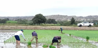 Producción de arroz alcanza 3.7 millones de toneladas y asegura abastecimiento interno Producción de arroz en Perú alcanza 3.7 millones de toneladas y asegura abastecimiento interno