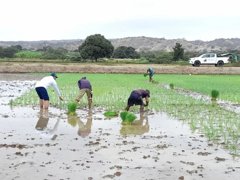 Producción de arroz en Perú alcanza 3.7 millones de toneladas y asegura abastecimiento interno