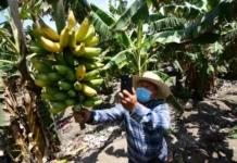 Más de 2 millones de agricultores ya están inscritos en el Padrón de Productores Agrarios Más de 2 millones de agricultores ya están inscritos en el Padrón de Productores Agrarios