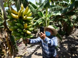 Más de 2 millones de agricultores ya están inscritos en el Padrón de Productores Agrarios Más de 2 millones de agricultores ya están inscritos en el Padrón de Productores Agrarios