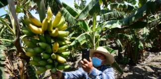 Más de 2 millones de agricultores ya están inscritos en el Padrón de Productores Agrarios Más de 2 millones de agricultores ya están inscritos en el Padrón de Productores Agrarios