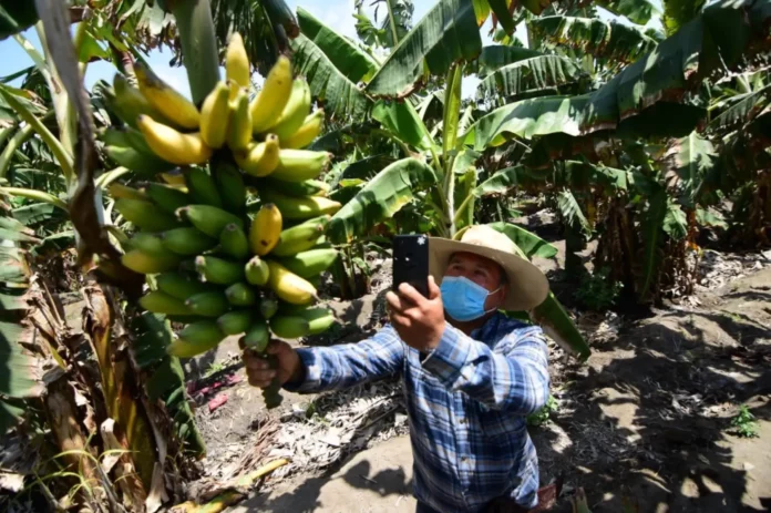 Más de 2 millones de agricultores ya están inscritos en el Padrón de Productores Agrarios