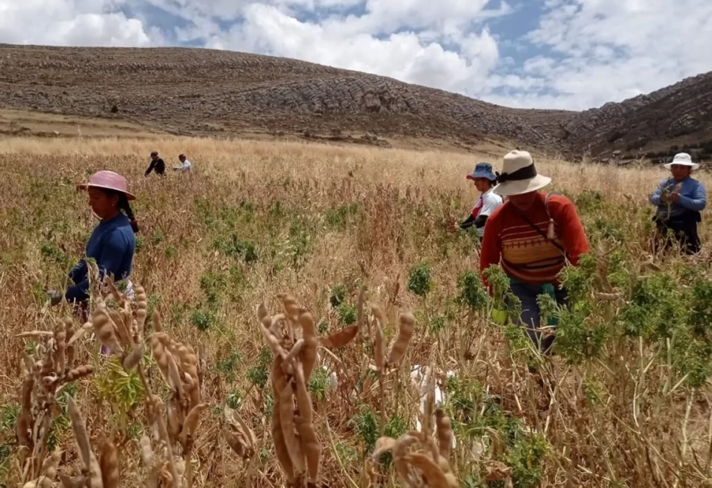 Día Mundial de las Legumbres 2026: más de 140 mil familias rurales impulsan su producción en Perú