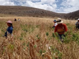 Día Mundial de las Legumbres 2026: más de 140 mil familias rurales impulsan su producción en Perú Día Mundial de las Legumbres 2026: más de 140 mil familias rurales impulsan su producción en Perú