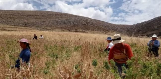 Día Mundial de las Legumbres 2026: más de 140 mil familias rurales impulsan su producción en Perú Día Mundial de las Legumbres 2026: más de 140 mil familias rurales impulsan su producción en Perú