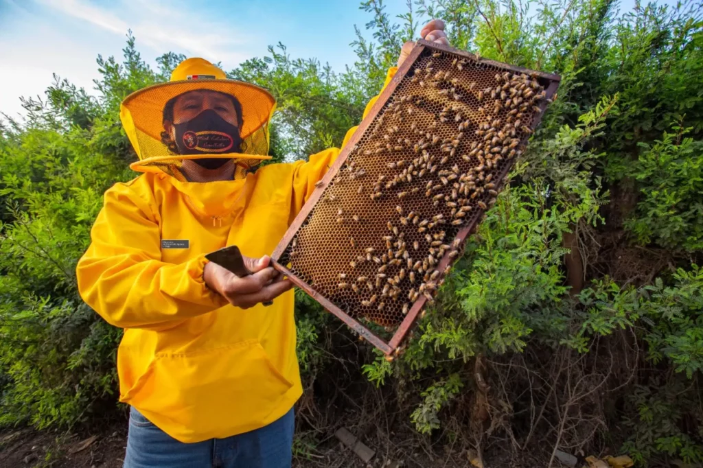 Perú respalda Plataforma Global de Polinizadores y refuerza protección de abejas Perú respalda Plataforma Global de Polinizadores y refuerza protección de abejas