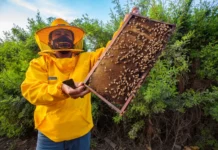 Perú respalda Plataforma Global de Polinizadores y refuerza protección de abejas Perú respalda Plataforma Global de Polinizadores y refuerza protección de abejas