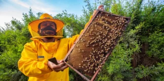 Perú respalda Plataforma Global de Polinizadores y refuerza protección de abejas Perú respalda Plataforma Global de Polinizadores y refuerza protección de abejas