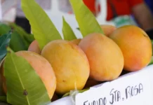 Nueva norma de calidad del mango fresco fortalece la agroexportación peruana Nueva norma de calidad del mango fresco fortalece la agroexportación peruana
